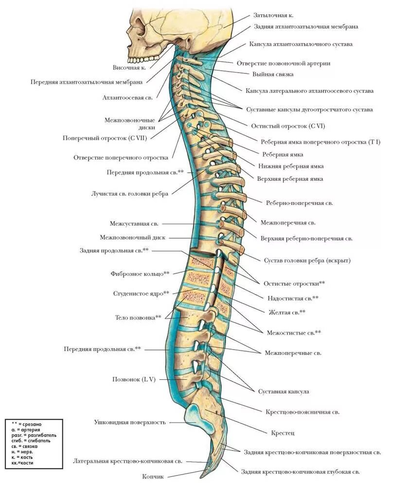 Позвоночник человека по отделам строение фото ПОЗВОНОЧНИК - СУСТАВЫ И СВЯЗКИ - БОЛЬШОЙ АТЛАС АНАТОМИИ ЧЕЛОВЕКА - 2013