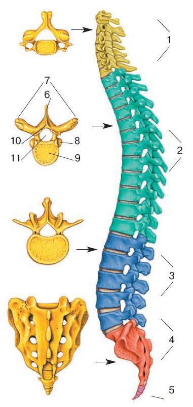 Позвоночник человека по отделам строение фото Скелет туловища (позвоночник и кости грудной клетки) Биология. Реферат, доклад, 