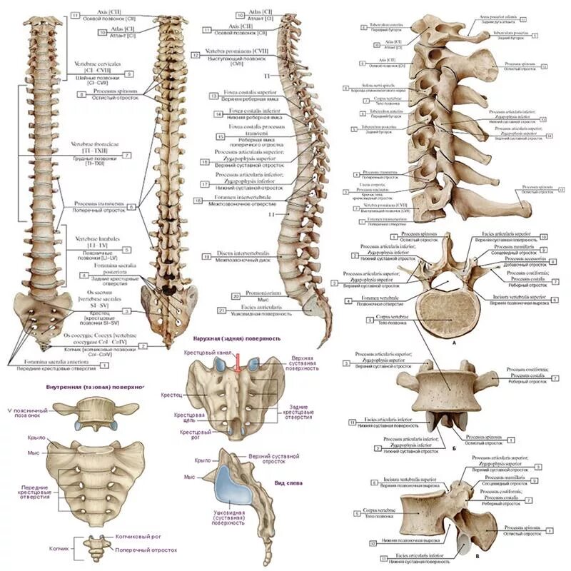 Позвоночник человека по отделам строение фото Позвоночник человека анатомия рисунок
