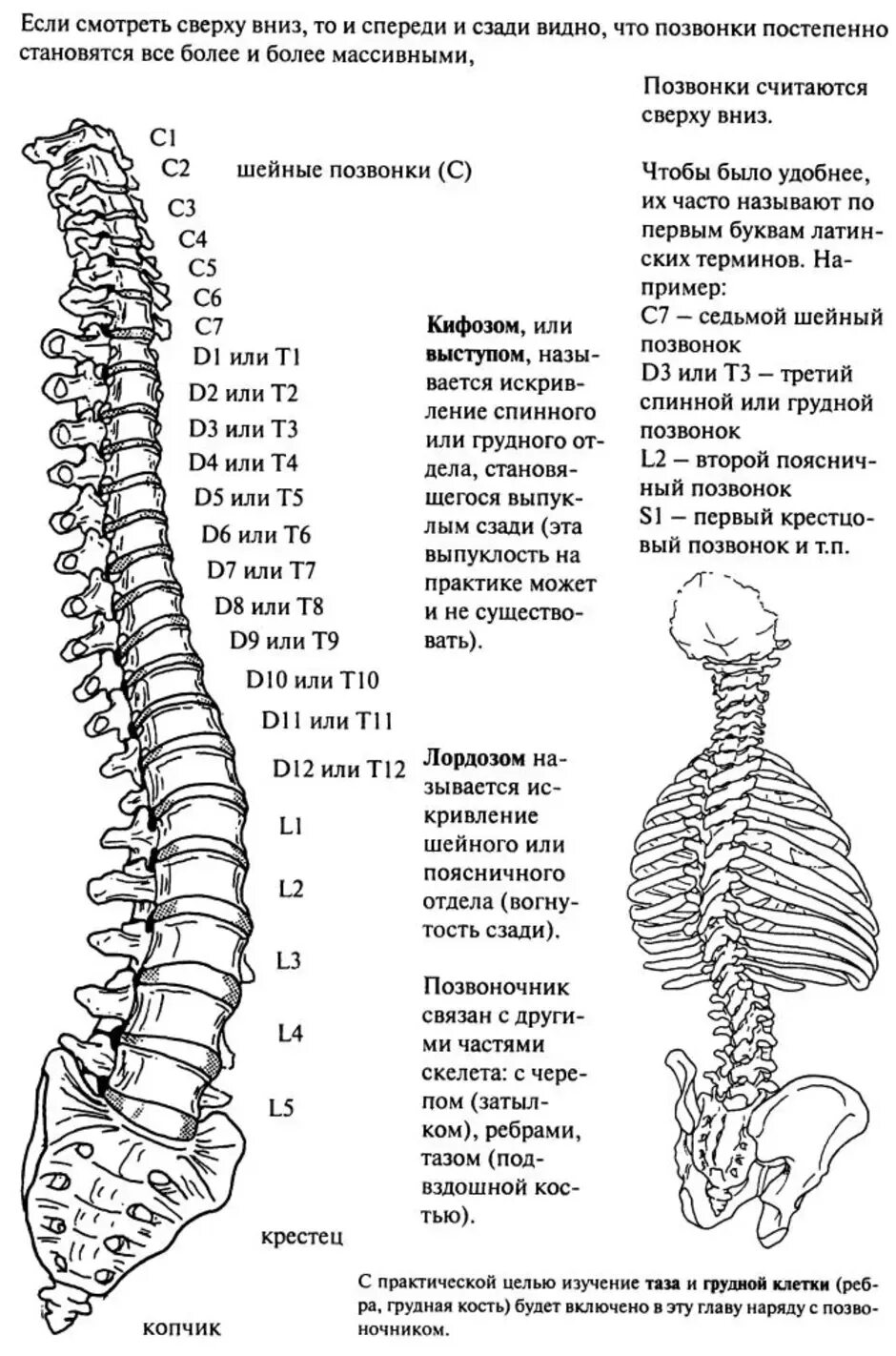 Позвоночник человека строение нумерация фото Как расположены позвонки