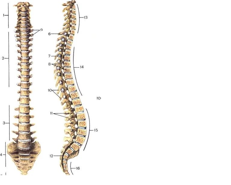 Позвоночник человека строение нумерация фото Ответы Mail.ru: Позвоночник его отделы и изгибы