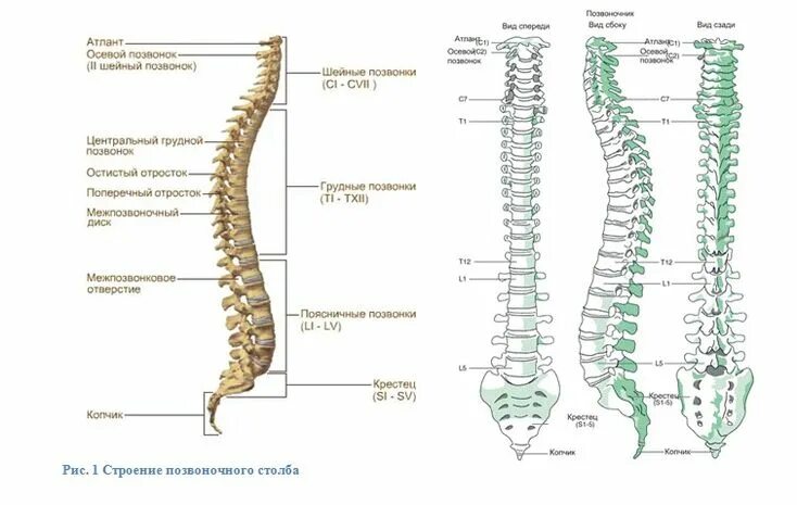 Позвоночник человека строение нумерация фото Пин на доске 03 Anatomy torso