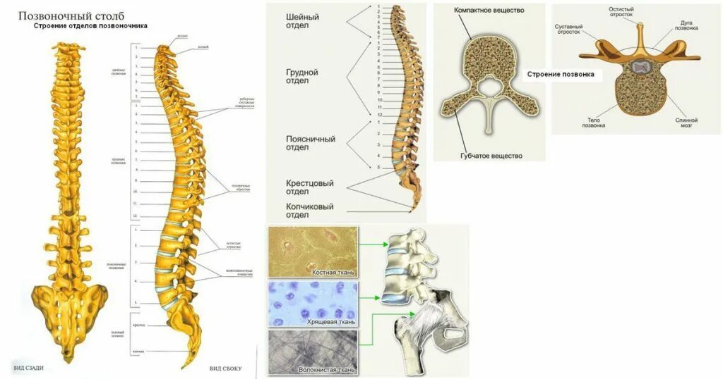 Позвоночник человека строение нумерация фото Боль между лопаток лечение, причины, симптомы, защемление нерва клинка в Москве