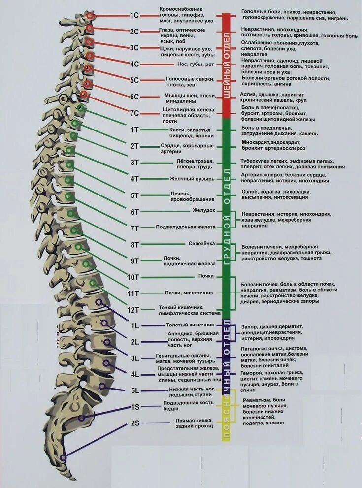 Позвоночник человека строение нумерация позвонков фото Здоровье Medical anatomy, Anatomy and physiology, Medical knowledge