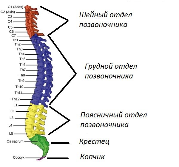 Anatomy and Physiology of the Spine: A Complete Guide