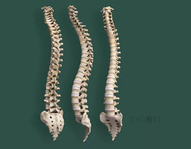 Позвоночник фото кости Zygote::3D Spine Model Medically Accurate Anatomy Human