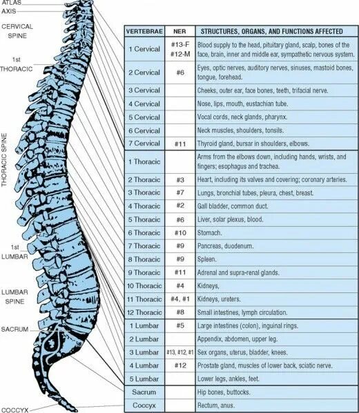 Позвоночник фото номерами Chiropractic Services- Why You Shouldn't Be So Skeptical Chiropractic therapy, C