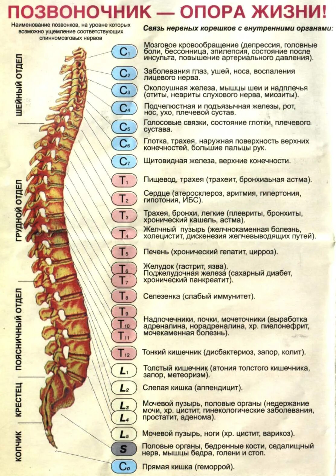 Позвоночник фото номерами За что отвечает грудной отдел