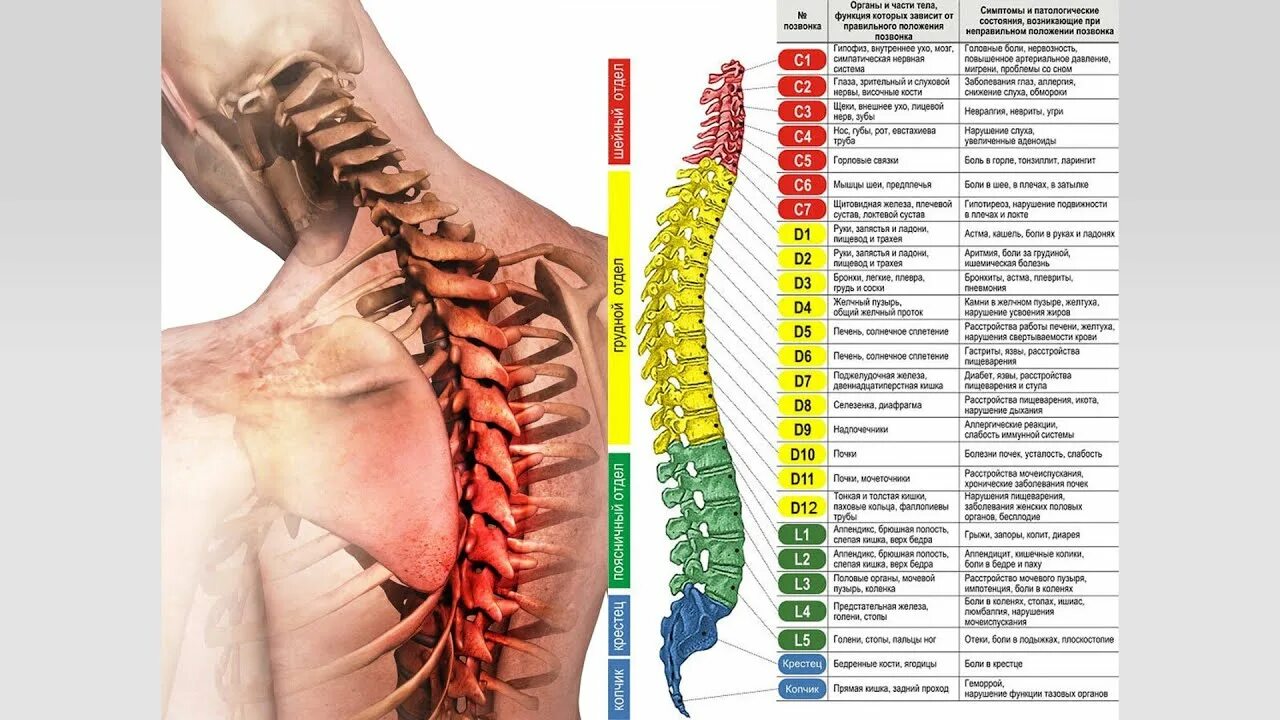Позвоночник фото номерами С чего начать, если болит спина, меняется походка - "Лечение движением!" - YouTu