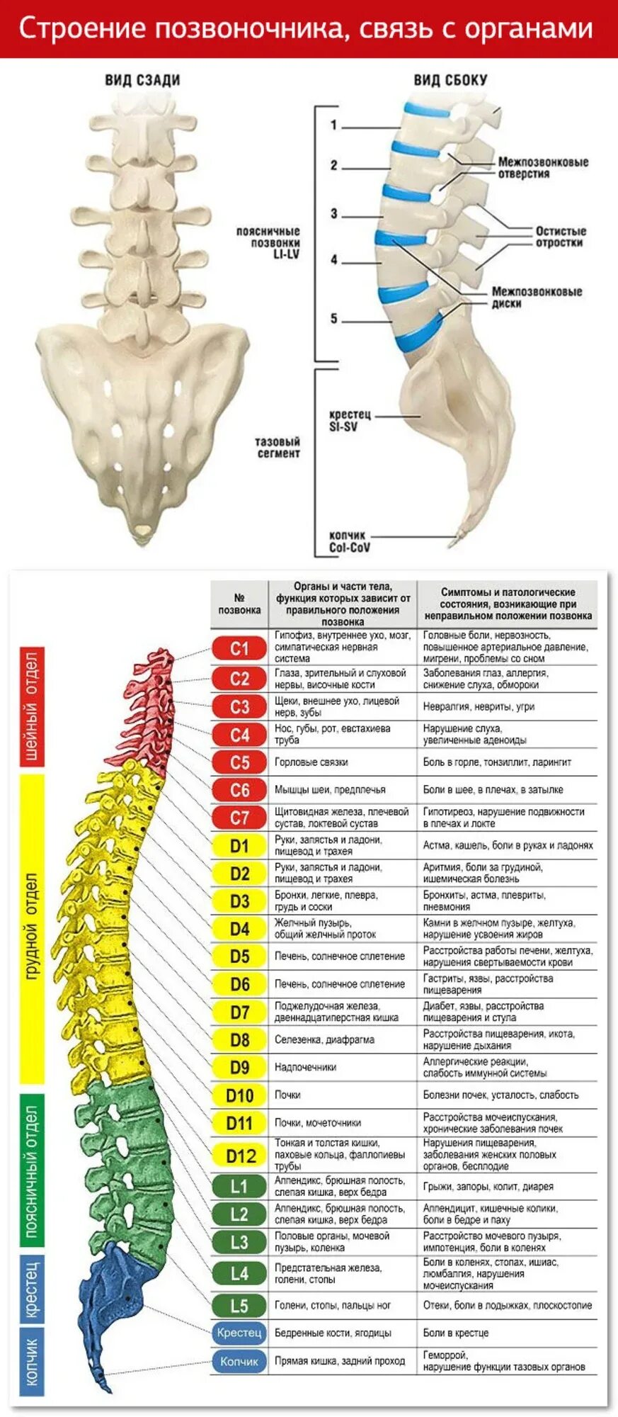 Позвоночник фото номерами Зоны позвонков