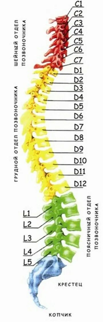 Позвоночник фото номерами Позвоночник - наше все.
