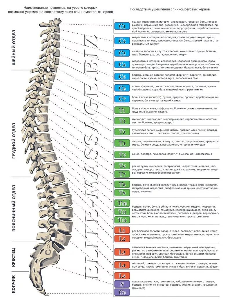 Позвоночник фото с номера позвонков 3 ошибки людей с заболеваниями позвоночника