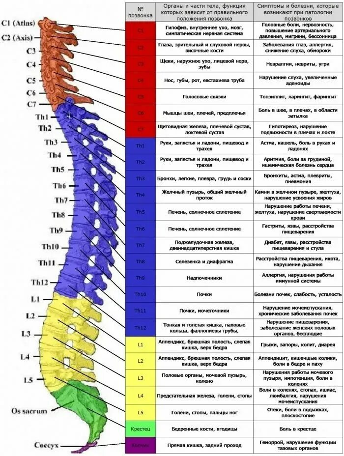 Позвоночник фото схема ЖАЛОБЫ ПРИ БОЛЯХ ОТДЕЛЬНЫХ ПОЗВОНКОВ И ЧТО ЭТО ОЗНАЧАЕТ Всё о здоровье Фотостран