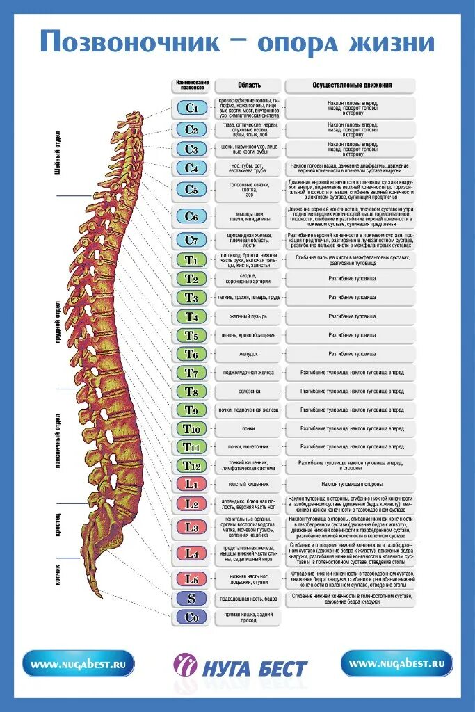 Позвоночник фото схема П12 Позвоночник опора жизни П12 Позвоночник опора жизни Flickr