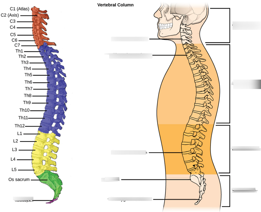 Позвоночник фото схема Vertebral Column, Sacrum and Vertebral Column Quiz, Tinker Diagram Quizlet