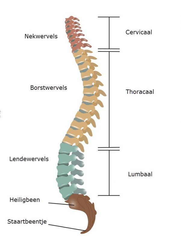 Позвоночник отделы фото и названия Anatomie van de wervelkolom - Slingeland Ziekenhuis Anatomie, Menselijk lichaam,