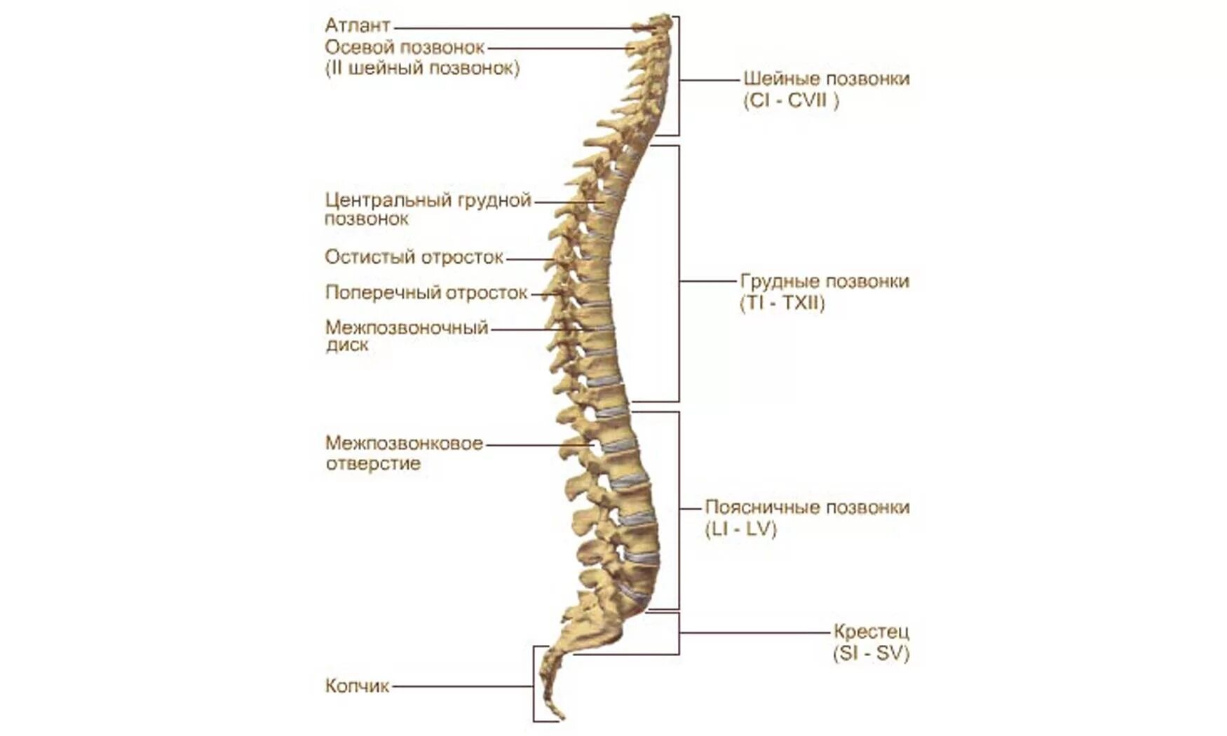 Позвоночник отделы фото и названия Позвоночник человека parnas42.ru