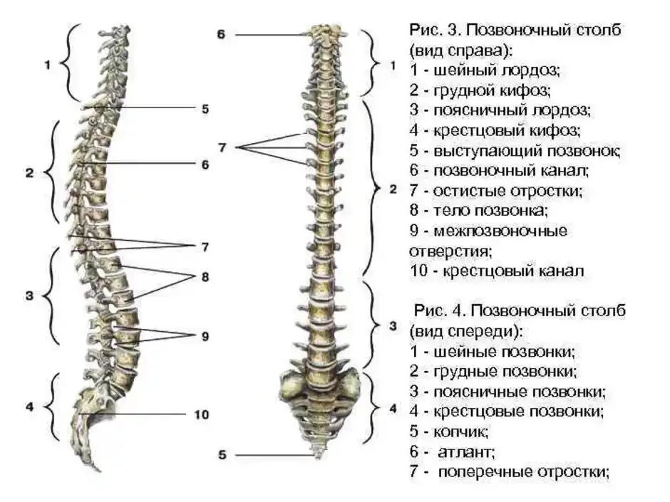 Позвоночник отделы строение фото Сколько шейных позвонков в позвоночнике