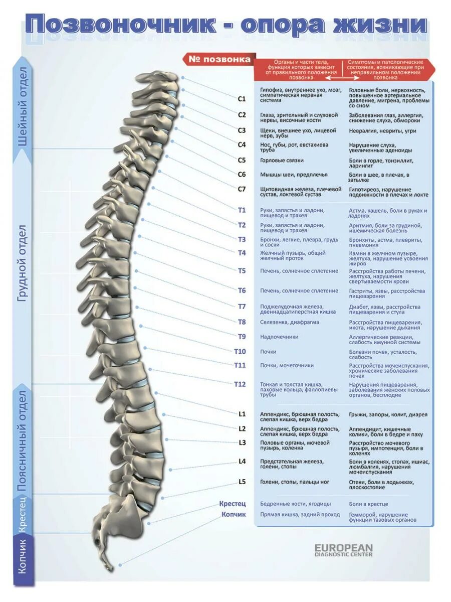 Anatomy and Physiology of the Spine: A Complete Guide