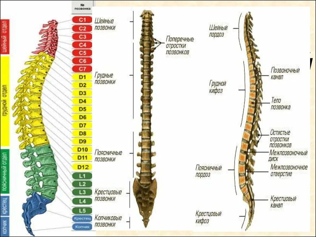 Позвоночник отделы строение нумерация позвонков фото Вид кости позвоночника