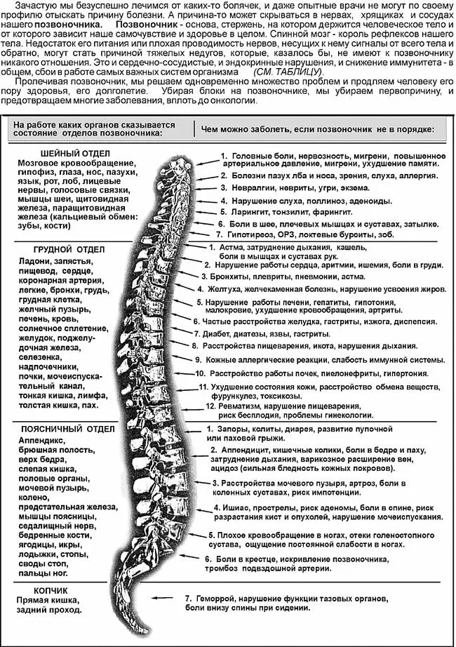 Позвоночник отделы за что отвечают фото Российский Сервис Онлайн-Дневников Tena, Mbl