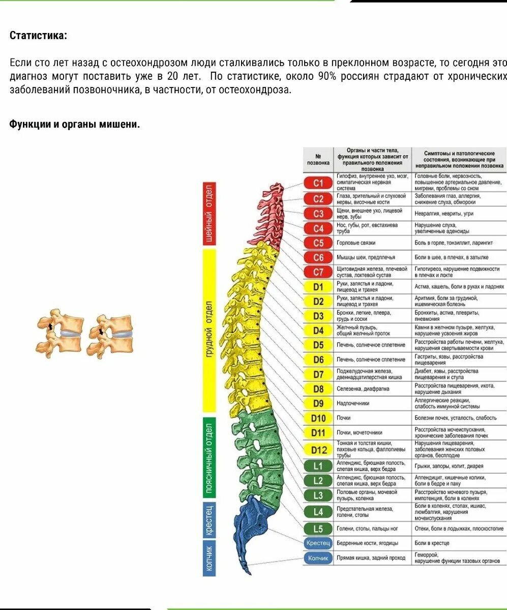 Позвоночник отделы за что отвечают фото Остеохондроз, а иди ка ты.... в тренажерку! SPB Stories Дзен