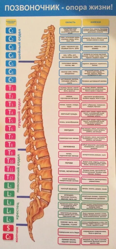 Позвоночник с номерами позвонков и отделом фото Бесплатный массаж спины в дар (Москва, Зеленоград, Одинцово). Дарудар