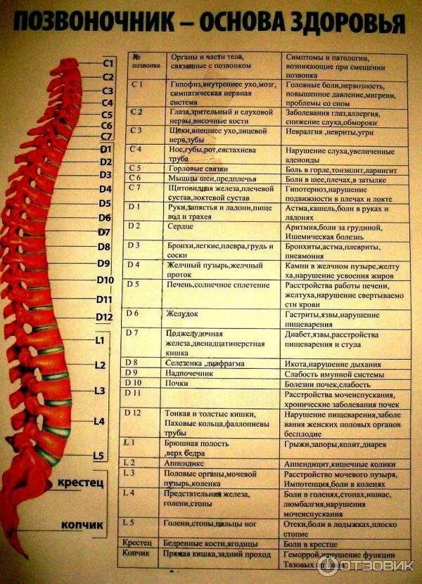 Позвоночник с номерами позвонков и отделом фото Отзыв о Студия аппаратного массажа "Здоровье" (Россия, Пермь) Безусловно, здоров