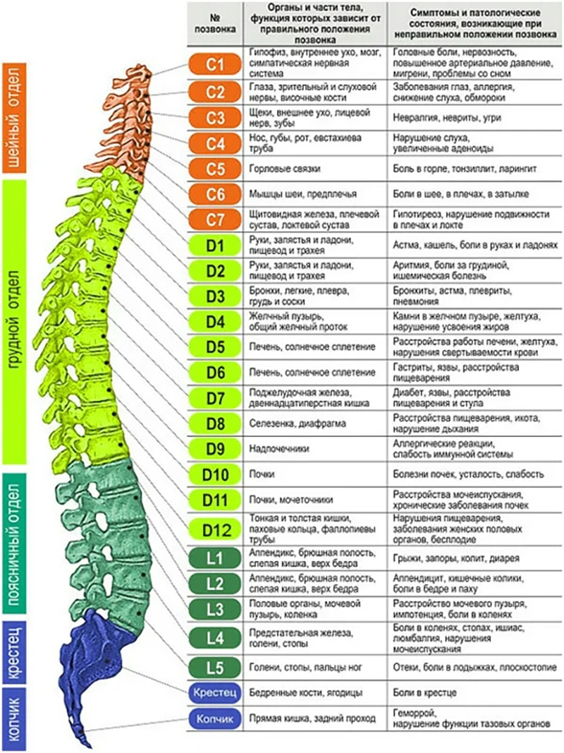 Позвоночник с номерами позвонков и отделом фото Как проблемы с позвоночником отражаются на внутренних органах? Клиника "Ноосфера