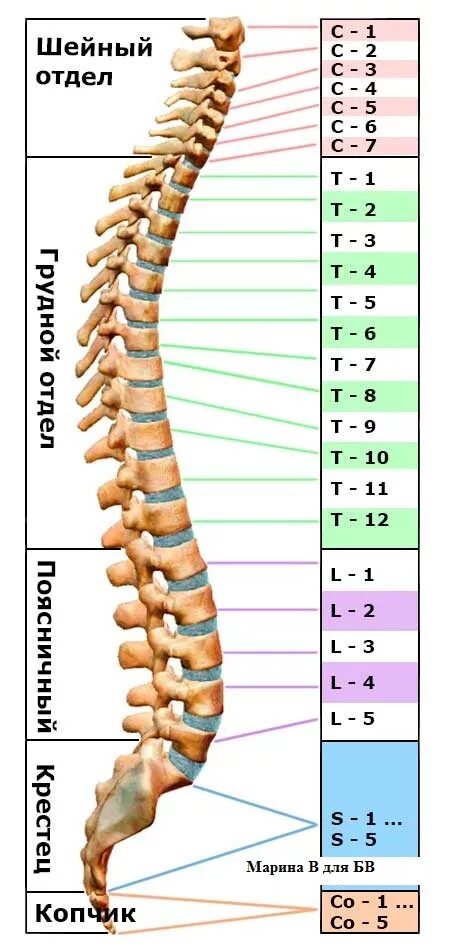 Позвоночник с номерами позвонков и отделом фото Где находится 6 позвонок шейного и грудного отдела у человека?