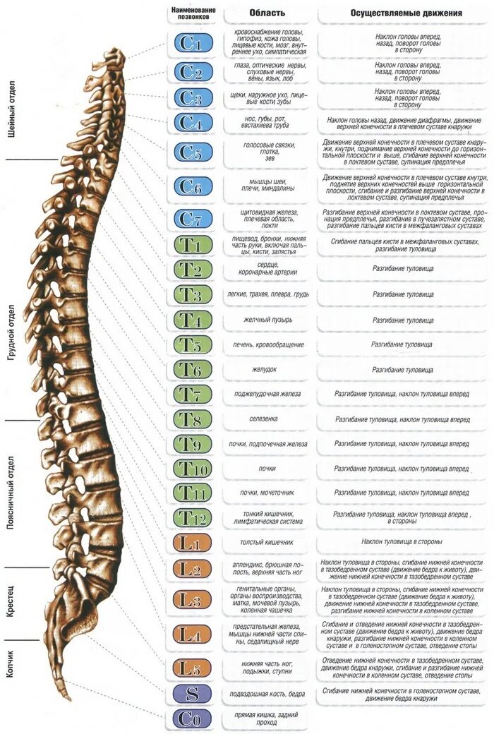 Позвоночник с номерами позвонков и отделом фото Номера позвонков схема