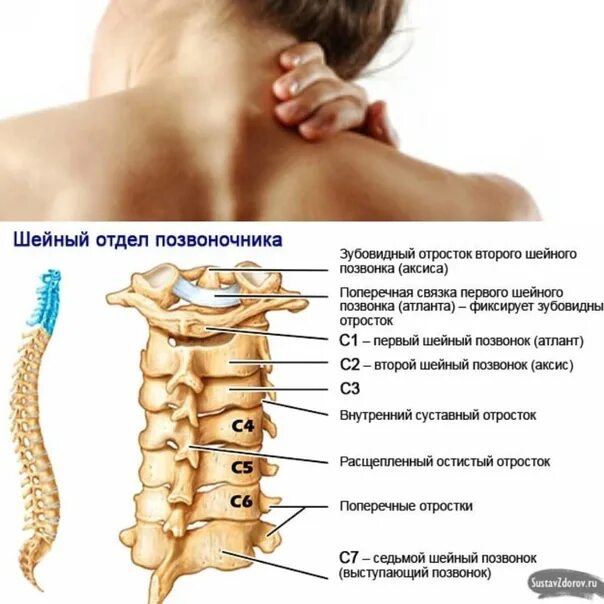 Позвоночник шейный отдел строение фото В шейном отделе позвоночника всегда 5 позвонков