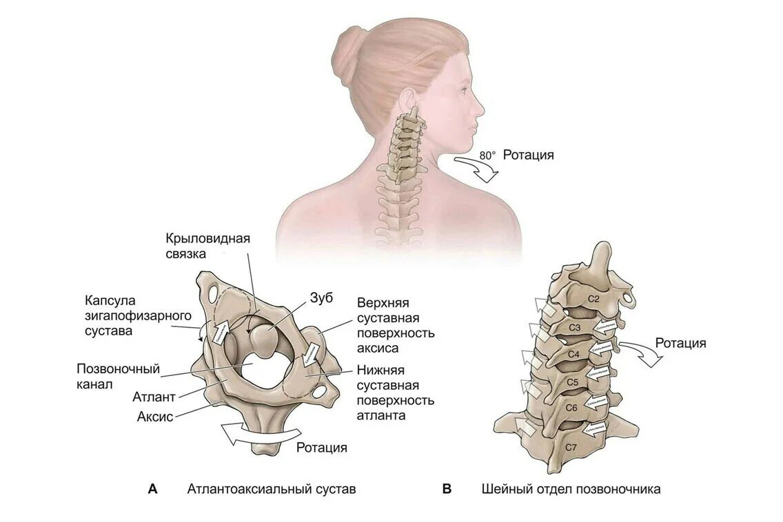 Позвоночник шейный отдел строение фото Биомеханика шейного отдела позвоночника. Статьи