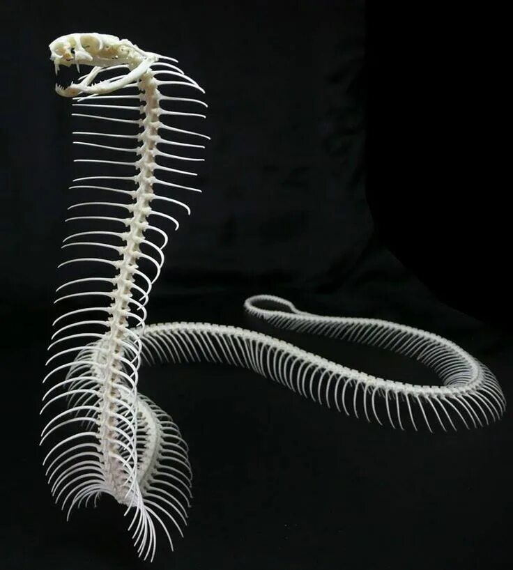 Позвоночник змеи фото Snake Skeleton Tattoo Ideas For Men Bone Designs - The Snake May Shed Its Skin O