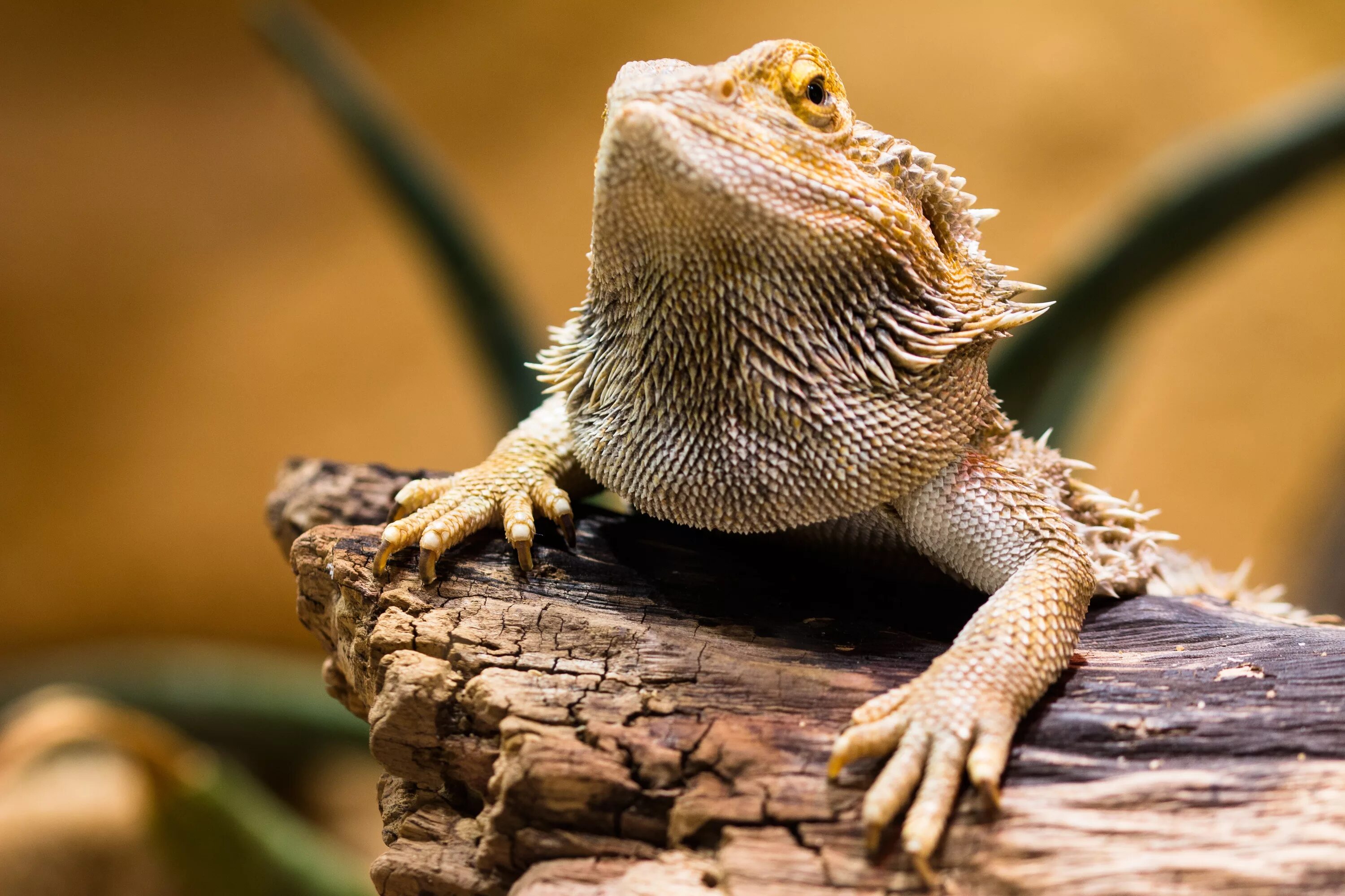 Позвоночные животные фото Free Images : watch, stone, dry, wildlife, amphibian, scale, iguana, fauna, liza