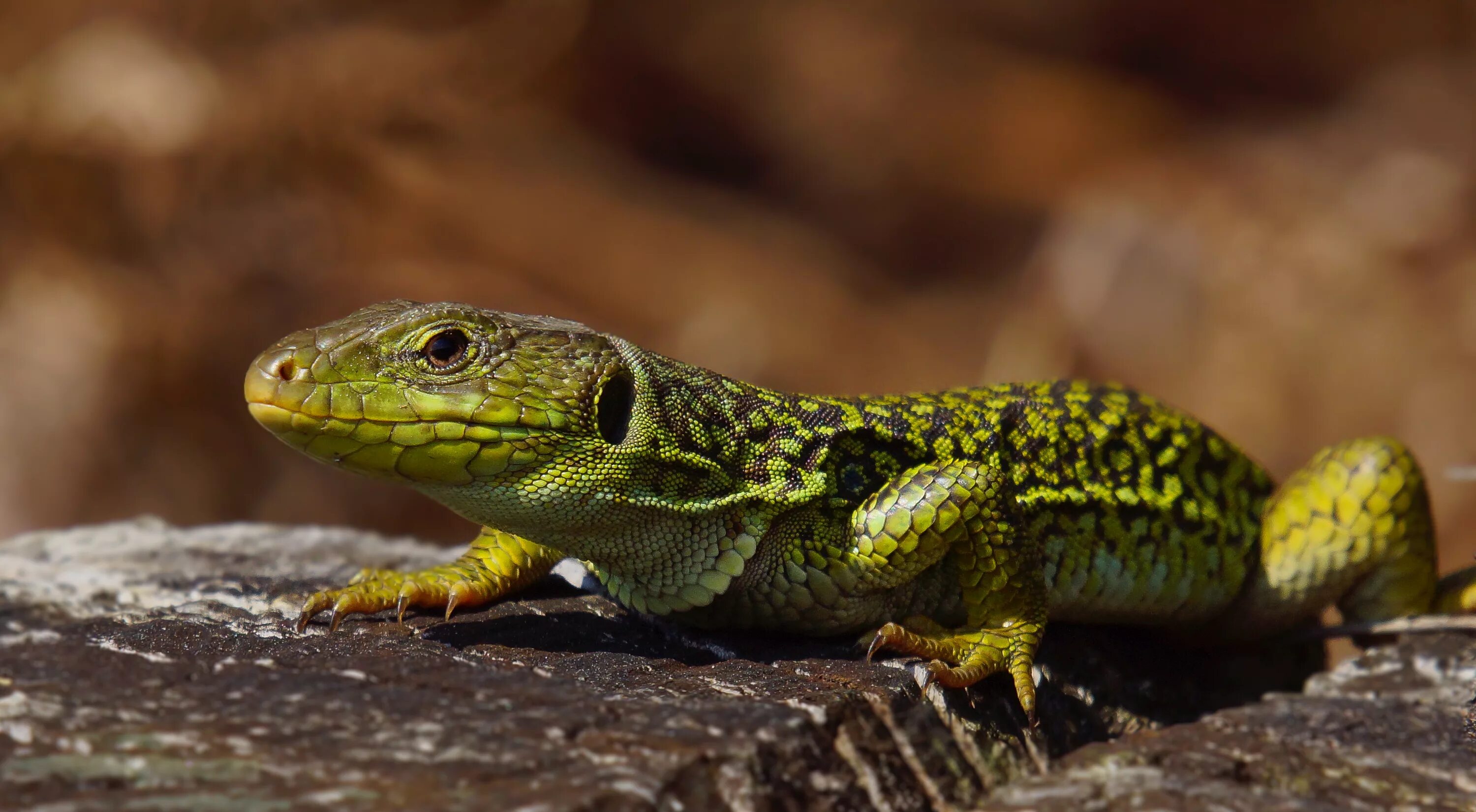 Позвоночные животные фото Free Images : nature, photo, wildlife, iguana, fauna, green lizard, close up, an