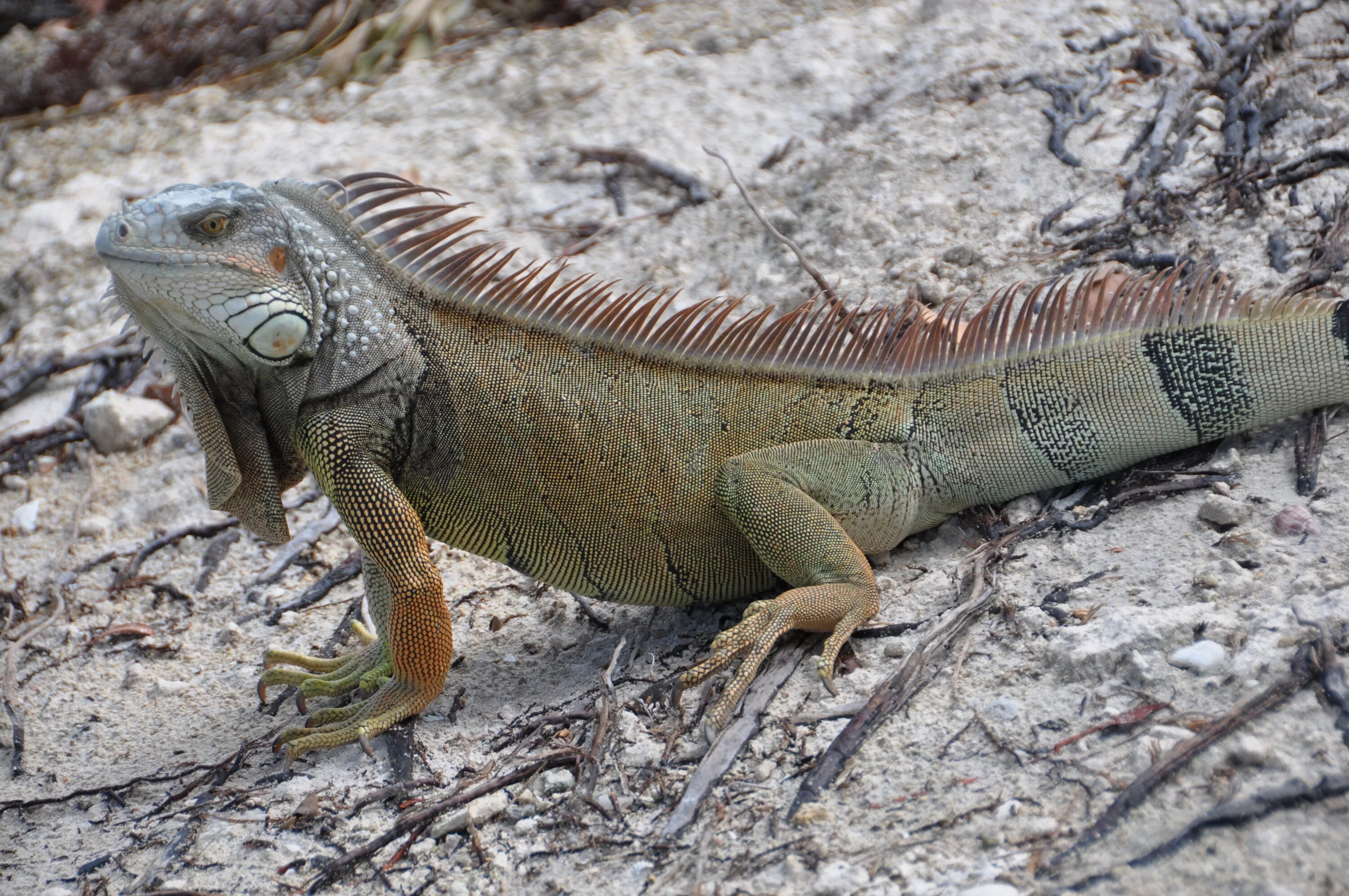 Позвоночные животные фото Free Images : nature, wildlife, brown, iguana, fauna, green lizard, animals, ver