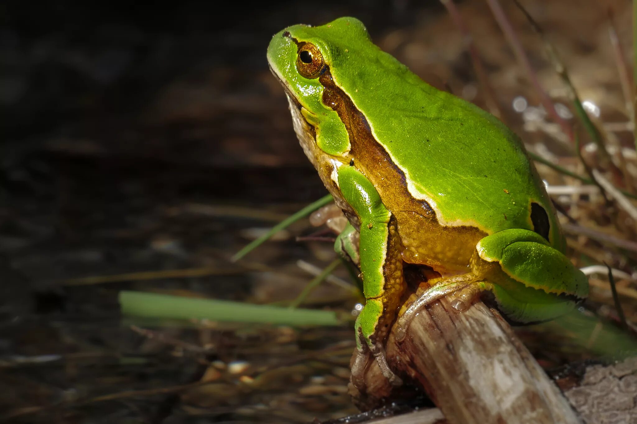 Позвоночные животные фото Free Images : nature, leaf, wildlife, green, amphibian, fauna, tree frog, close 