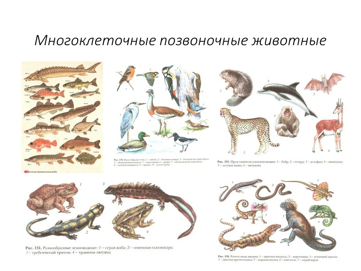 Позвоночные животные картинки Презентация по биологии 5 класс "Многообразие живых организмов"