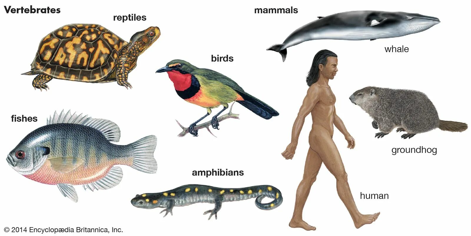 Позвоночные животные картинки Vertebrate Definition, Characteristics, Examples, Classification, & Facts Britan