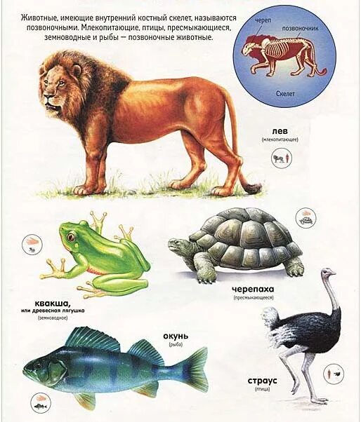 Позвоночные животные картинки Позвоночные животные Черепные