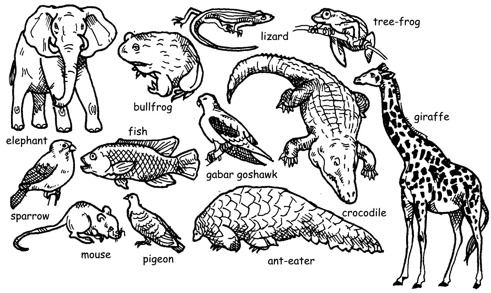 Позвоночные животные картинки Educator section, To classify animals according to their, By OpenStax Jobilize