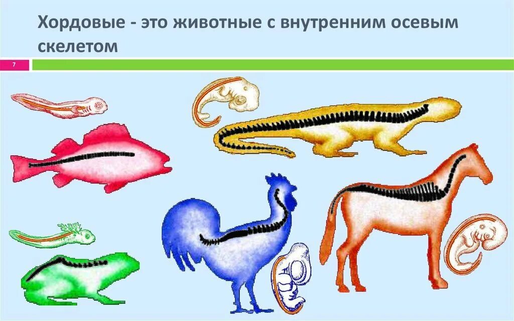 Позвоночные животные картинки Кто такие хордовые Сказки юного биолога Дзен