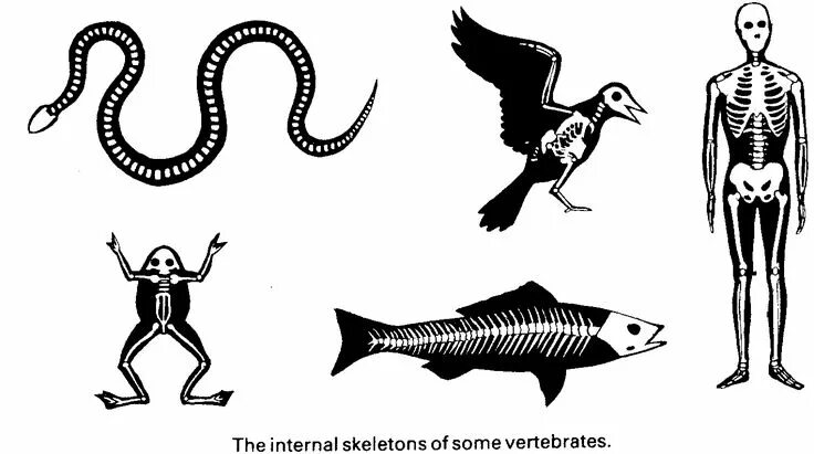 Позвоночные животные картинки A Vertebrate is an animal with a backbone. Fish, humans, and birds are examples 