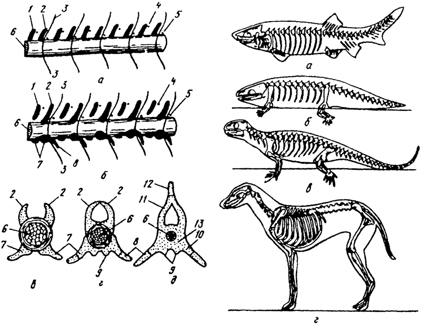 Позвоночные животные картинки Наличие позвоночников у животных