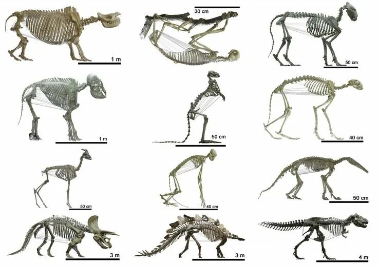 Позвоночные животные картинки Herbivorous mammals have bigger bellies Mammals, Animal skeletons, Animal specie