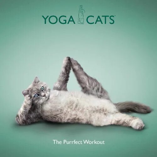 Позы котов фото Yoga Cats - The Purrfect Workout in 2024 Cat yoga, Cats, Animal yoga