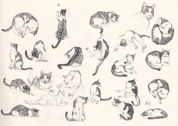 Позы котов фото Cat Drawing Reference and Sketches for Artists Cat sketch, Cat drawing, Sketches