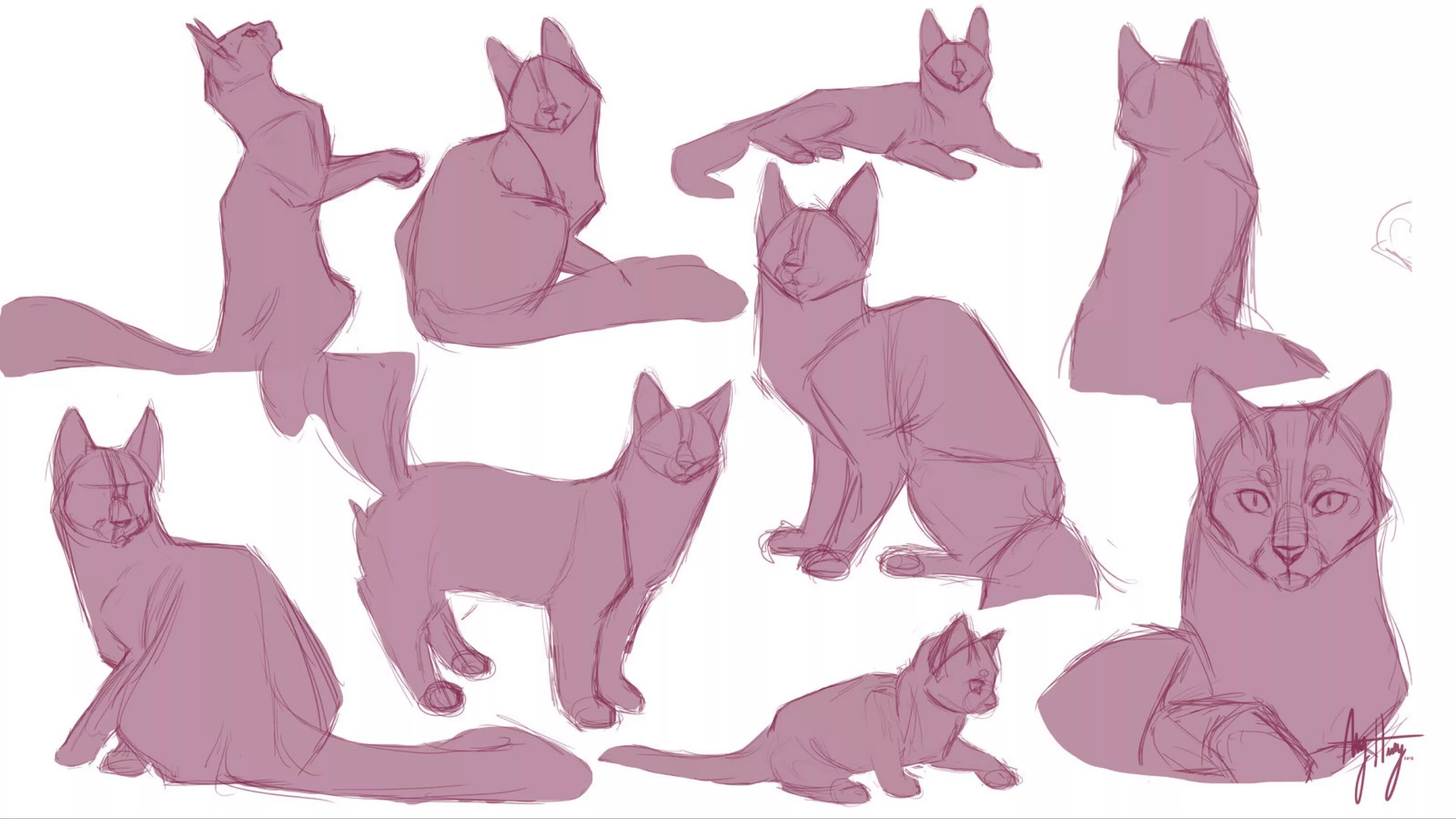 Позы котов фото Cat Anatomy Study by MasqueradePaint on @DeviantArt Эскизы животных, Кошачий эск