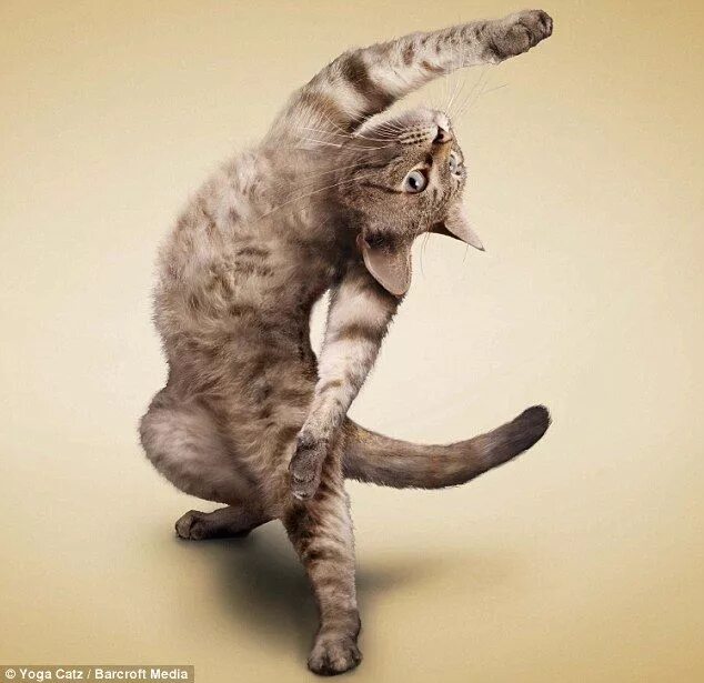 Позы котов фото The purrfect workout: Yoga-loving cats are a Christmas calendar hit Cat yoga, Da